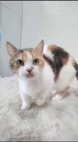 Munchkin Shorthair Calico Clearence Female 