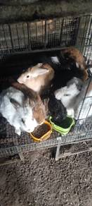 rabbit 5 month 