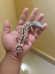 Fat tailed gecko
