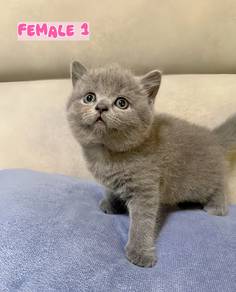 pure British ShortHair 