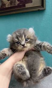 British long hair curl mix BSH