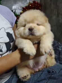 Chow Chow