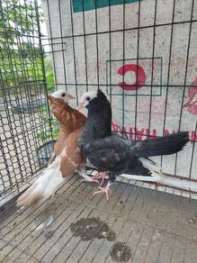 Merpati Mokkee