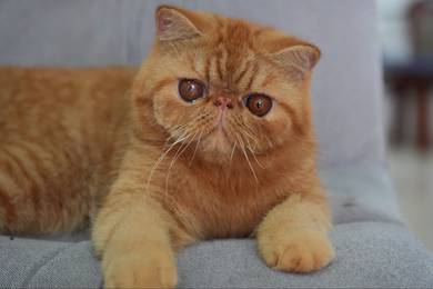 Exotic Shorthair boy