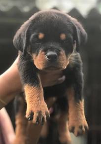 rottweiler puppies o