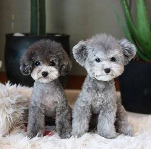 Chirpy Poodle curly coat small medium sized intell