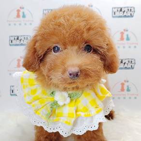 Toy Poodle
