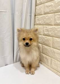 J0353 Pomeranian Little Lion Puppy
