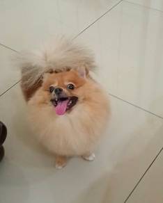 Pomeranian female pom