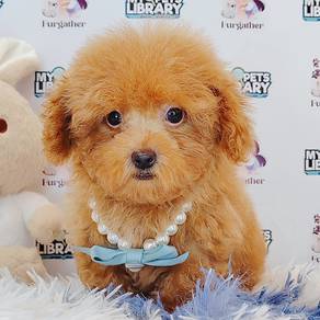 Poodle Toy