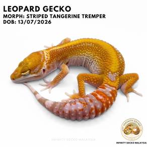 Leopard Gecko Baby Striped Tangerine Tremper Johor