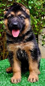 GERMAN SHEPHERD PUPPIES F42🐻 Beautiful Big Size