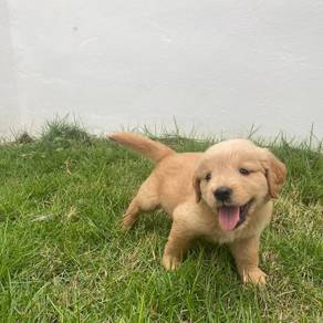 golden retriever puppies 0