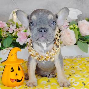 Frenchie