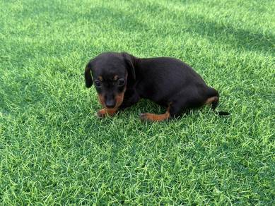 Dachshund Puppy
