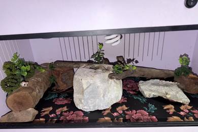 Bearded Dragon Deffect Fullset With Cage