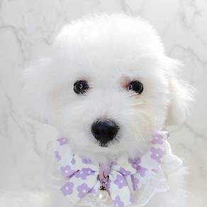 Poodle Toy