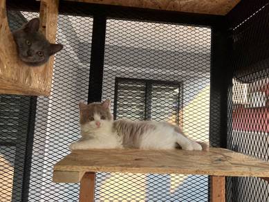 Kucing Long Hair