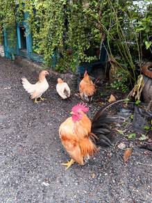 Ayam Serama 