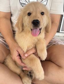 Golden retriever