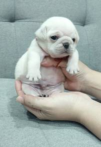 Chubby PUG PUPPIES D531 🌻 哈巴狗 Male
