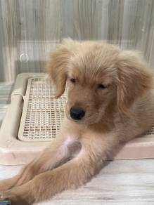 Golden Retriever puppy for Sale