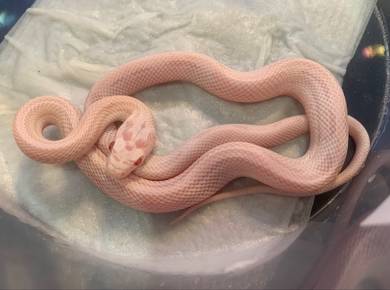 Corn Snake - Snow Stripe