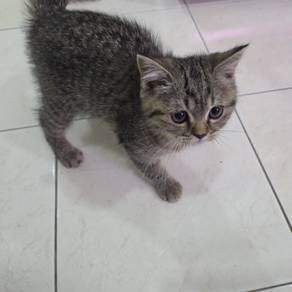 kitten mix bsh