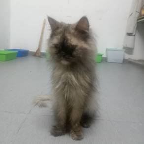 persian