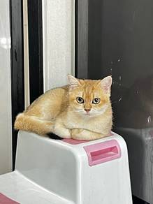 BSH Golden NY11