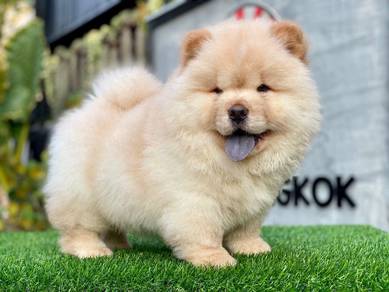 Premium Chow Chow Puppy - CC01