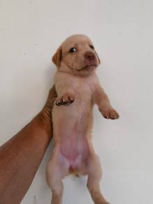 Labrador