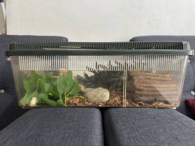 leopard gecko