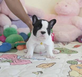 FRENCH BULLDOG PUPPIES VIP32🌻Cute Puppy Boy~Girl