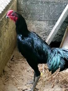 Telur ayam super green