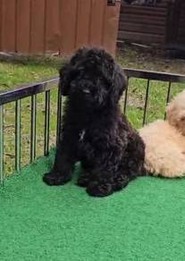 Toy Poodle Puppy