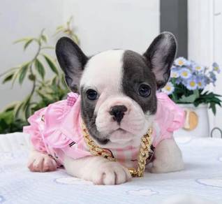 FRENCH BULLDOG PUPPIES VIP159🌻Cute & Healthy Girl
