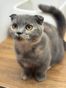 Munchkin Scottish Fold