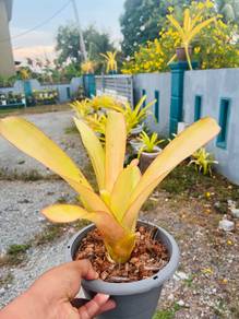Spider plant & Bromeliad AEC Oren & Merah.