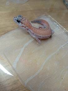 Fatt Tail Gecko