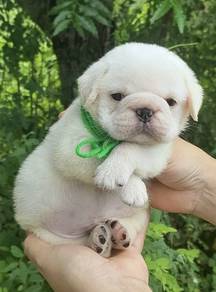 PUG PUPPIES 663 🌻 REHOME Boy~Girl