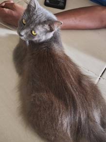 Anak kucing
