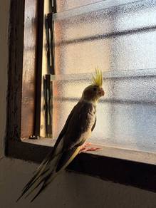 cockatiel