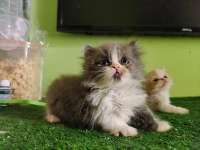British Longhair Munhckin Male