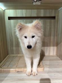 Samoyed Dog for Sale