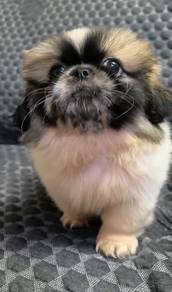 Pekingese Quality puppies