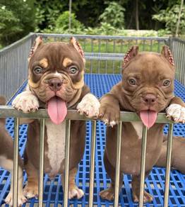 AMERICAN BULLY PUPPIES D43 🐻 Exotic Male Female