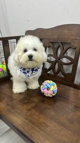 比熊犬男
Bichon 
Male
M-1
