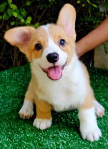 CORGI PUPPIES C196 🌻 cheeky Puppy Female