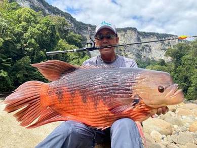 kaloi gourami borneo manah